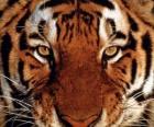 Руководитель Тигр